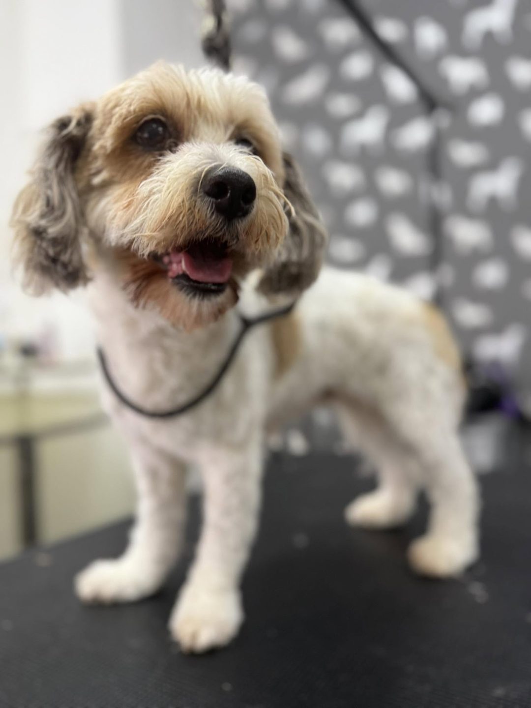 Dog Grooming Services Cadley