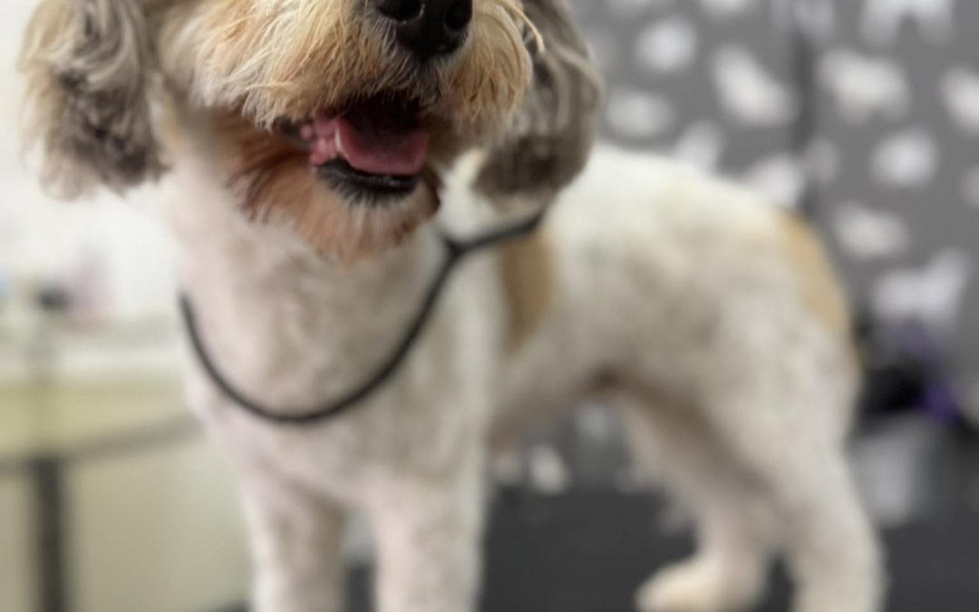 Dog Grooming Services Cadley