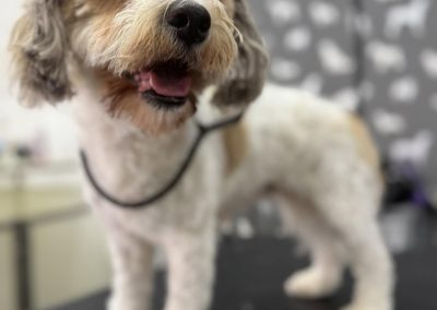 Dog Grooming Services Cadley