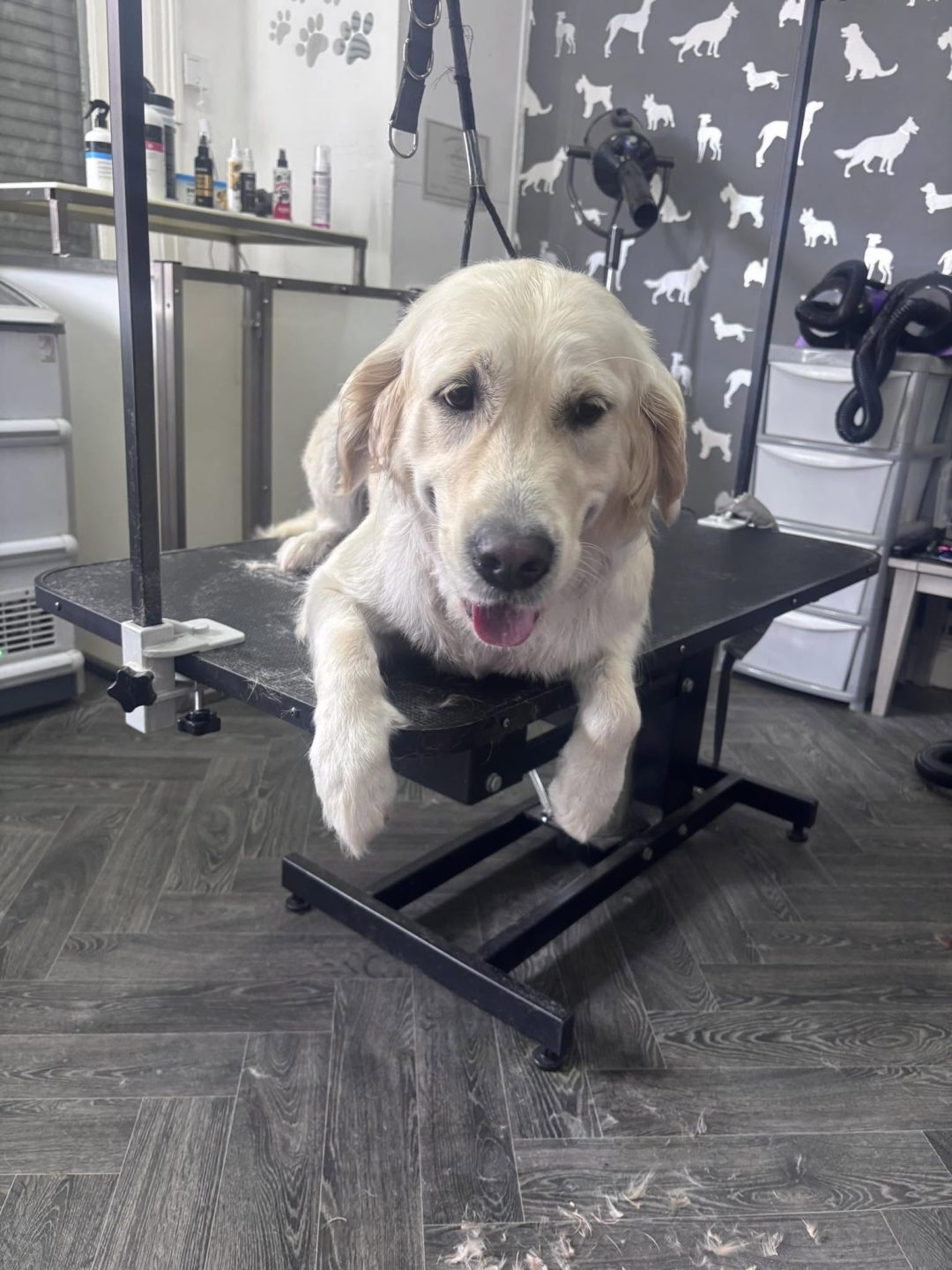 Dog Grooming Services Lea