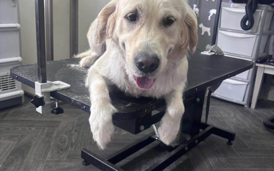 Dog Grooming Services Lea