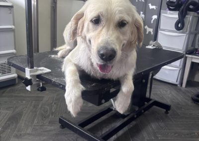 Dog Grooming Services Lea
