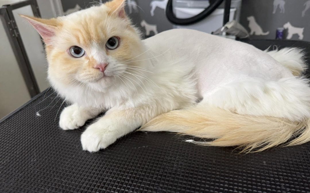 Cat Groomer Freckleton