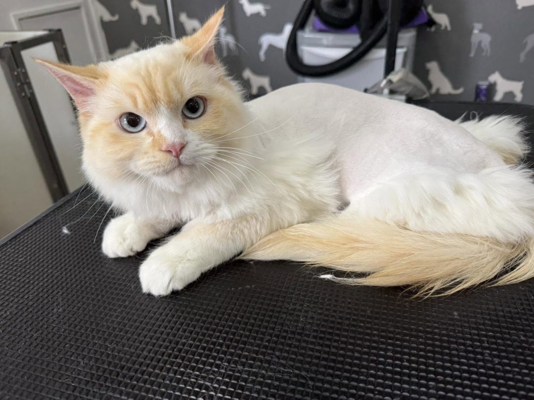 Cat Groomer Freckleton