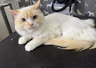 Cat Groomer Freckleton