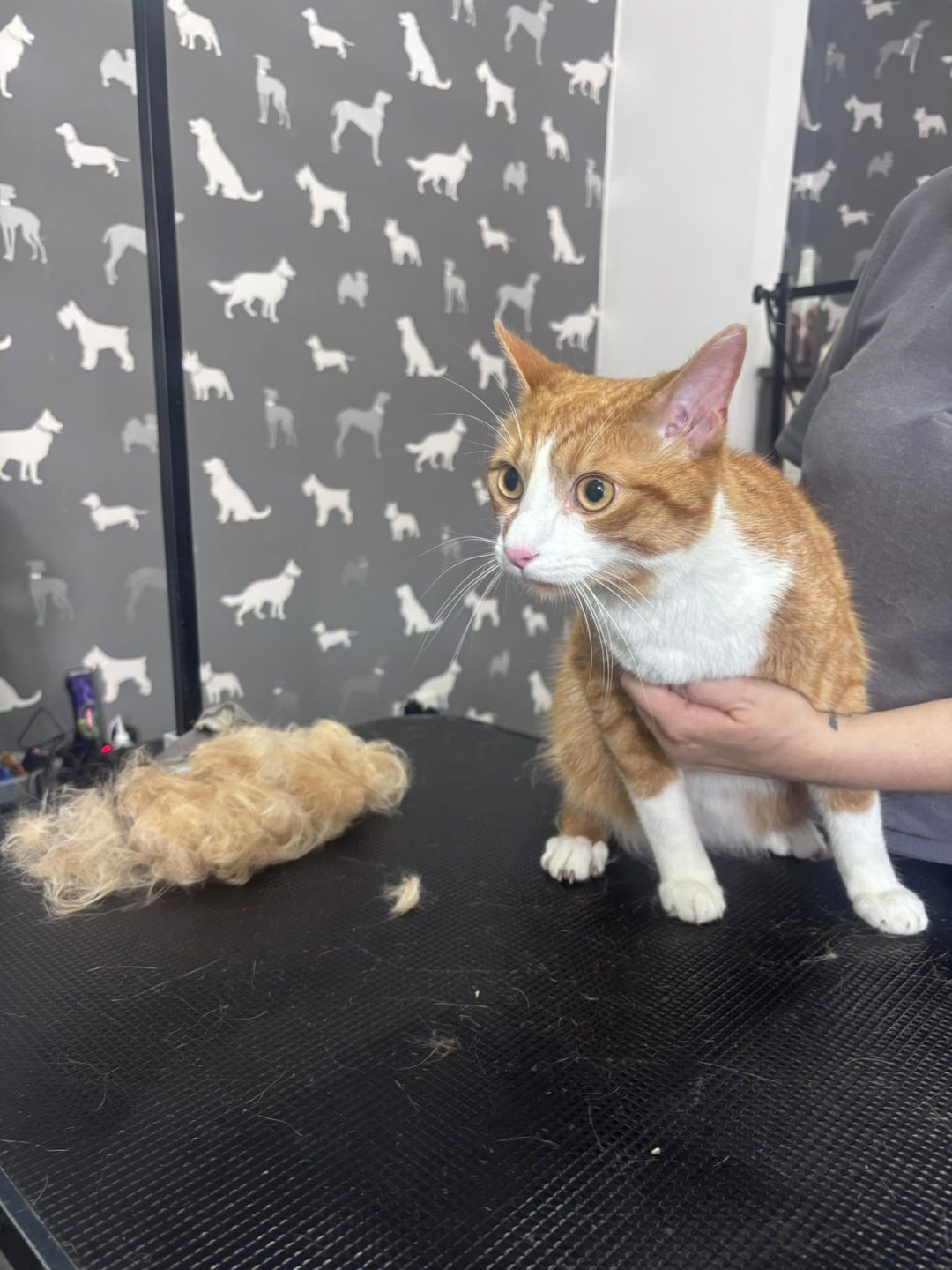 Cat Groomers Lytham