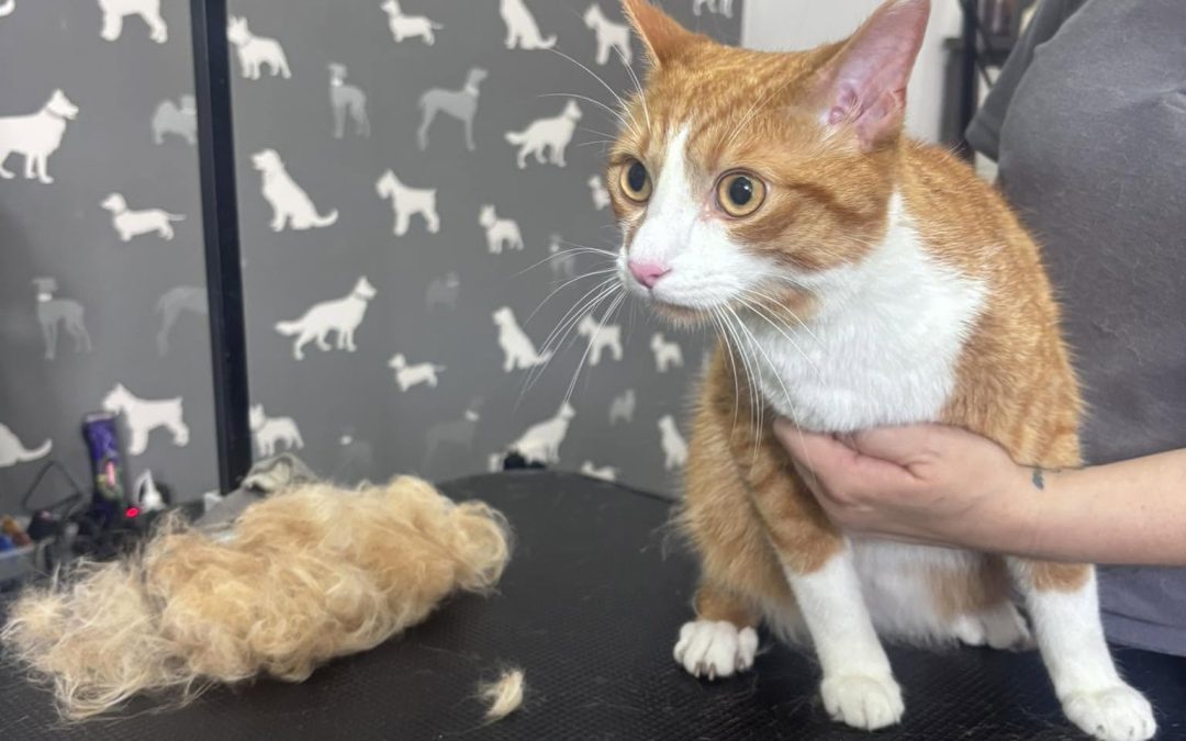 Cat Groomer Lytham