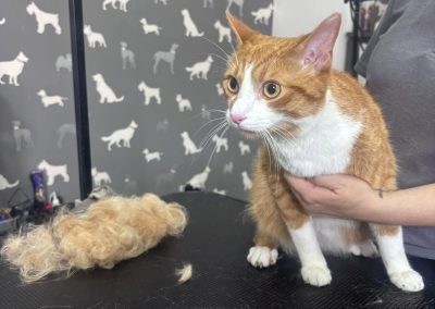 Cat Groomer Lytham
