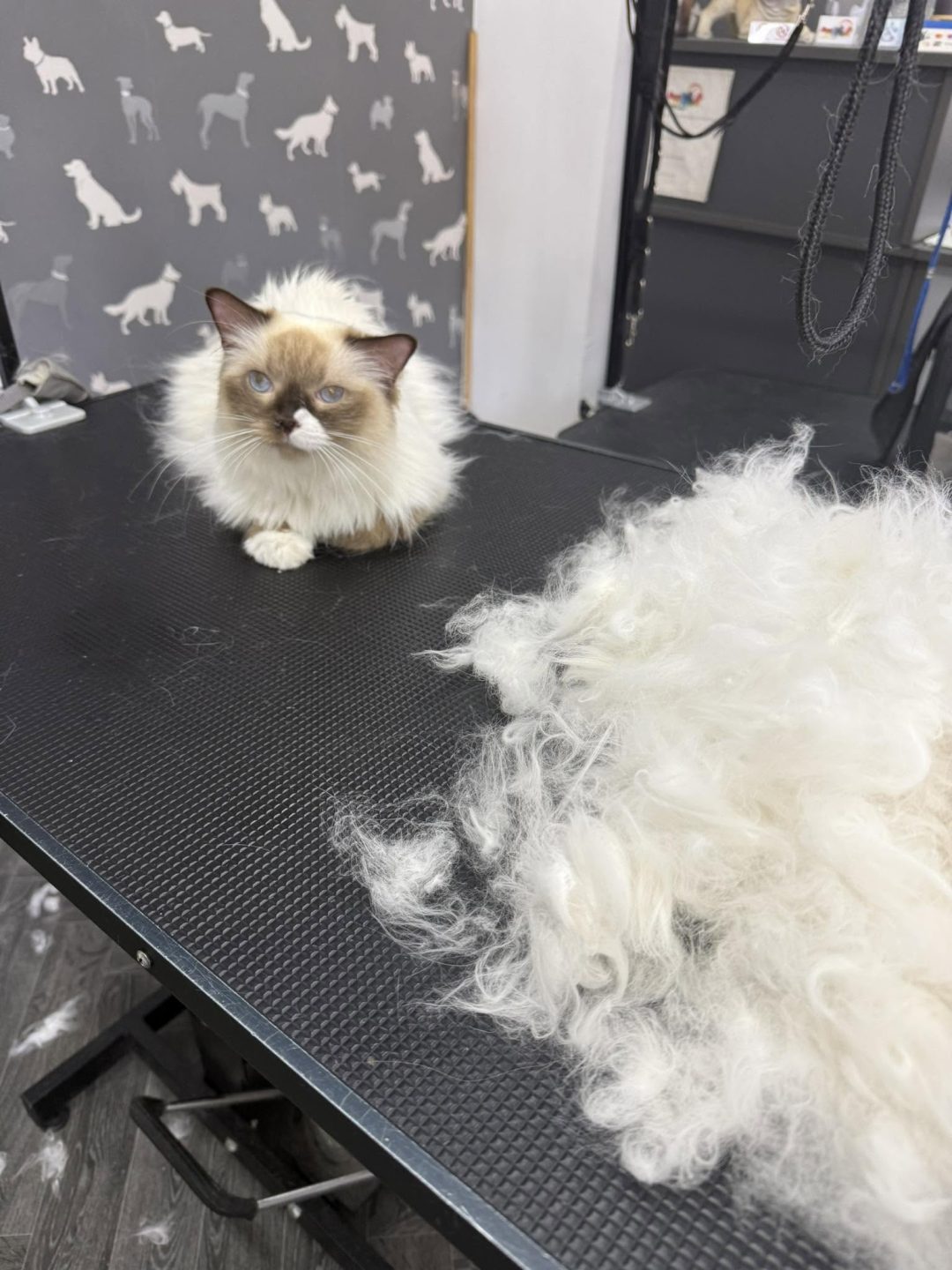 Cat Groomer Poulton