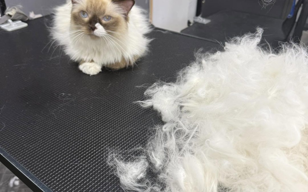Cat Groomer Poulton