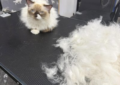 Cat Groomer Poulton