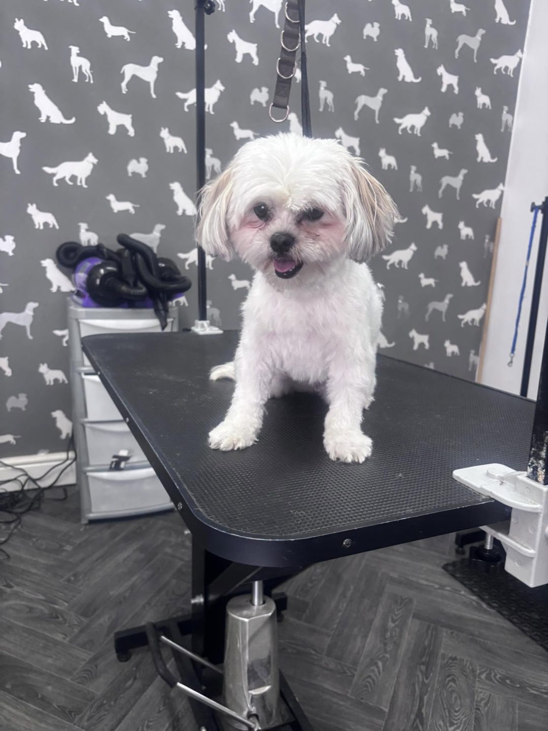 Dog Grooming Service Scorton