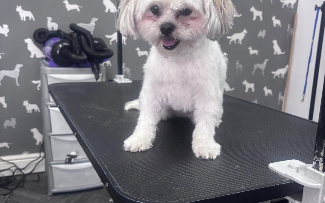 Dog Grooming Service Scorton