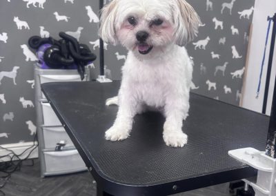 Dog Grooming Service Scorton