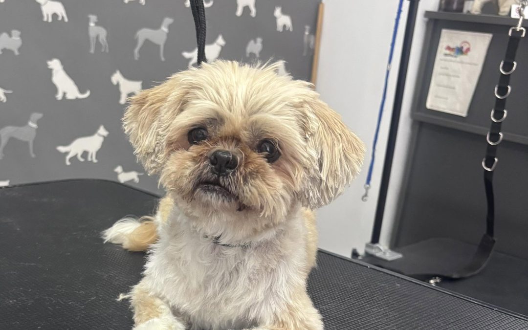 Dog Grooming Services Ribbleton