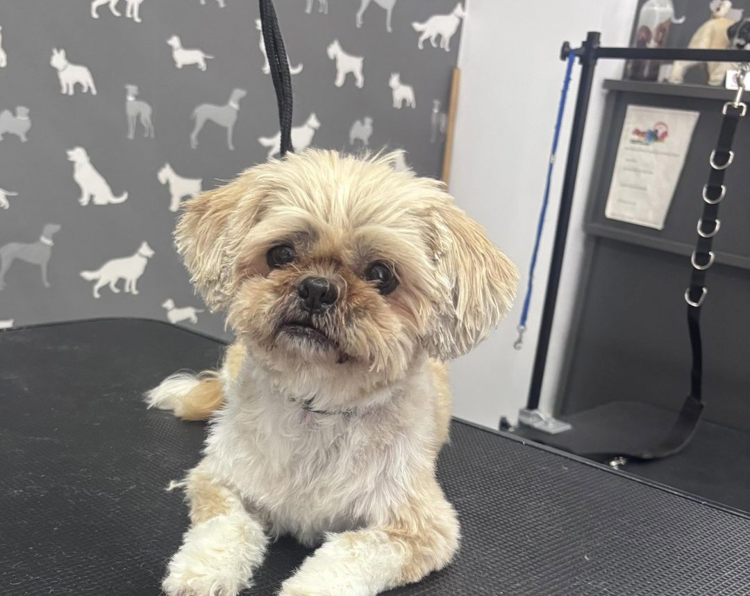 Dog Grooming Services Ribbleton
