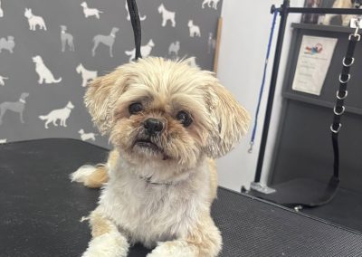 Dog Grooming Services Ribbleton
