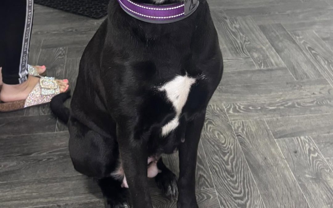 Dog Groom Blackburn