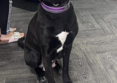 Dog Groom Blackburn