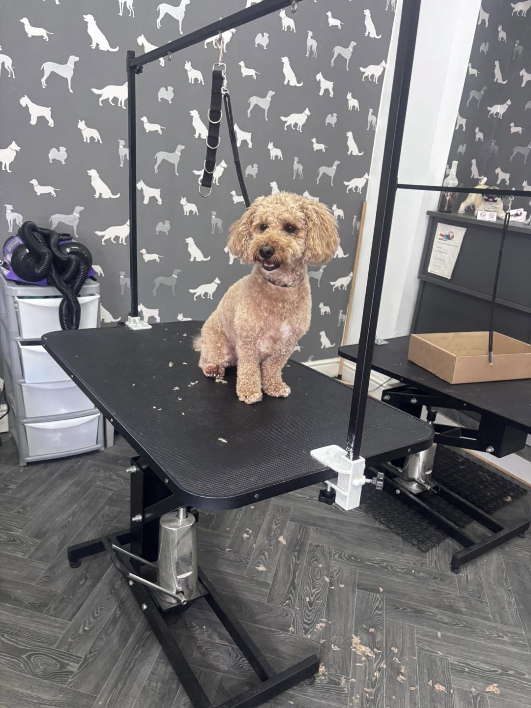 Dog Groom Accrington
