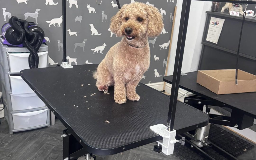 Dog Groom Accrington