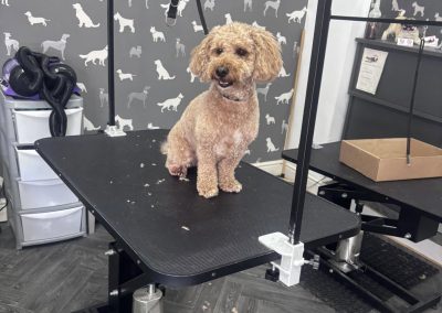 Dog Groom Accrington