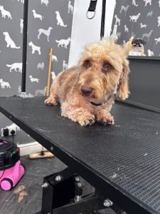 Dog Grooming Chorley