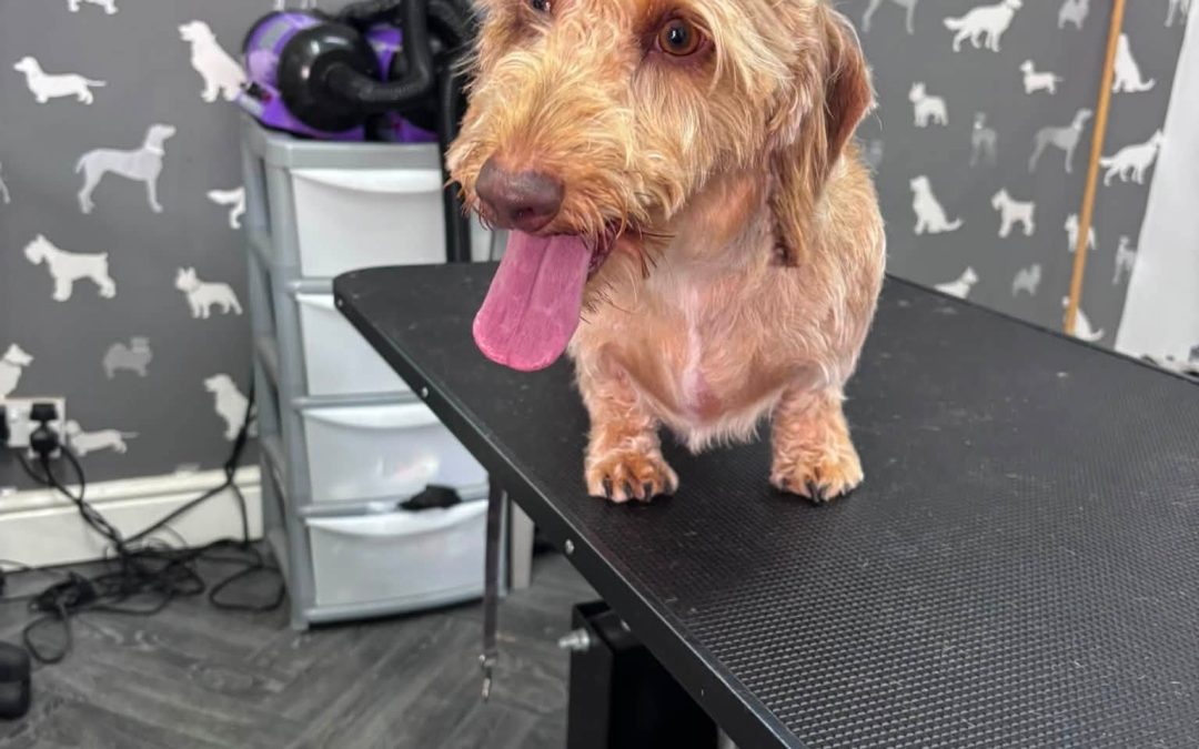 Dog Groom Chorley