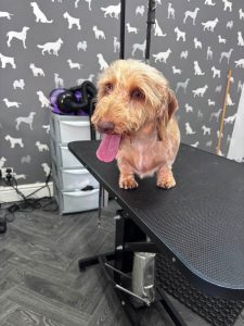 Dog Groomers Chorley