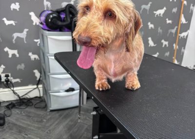 Dog Groom Chorley