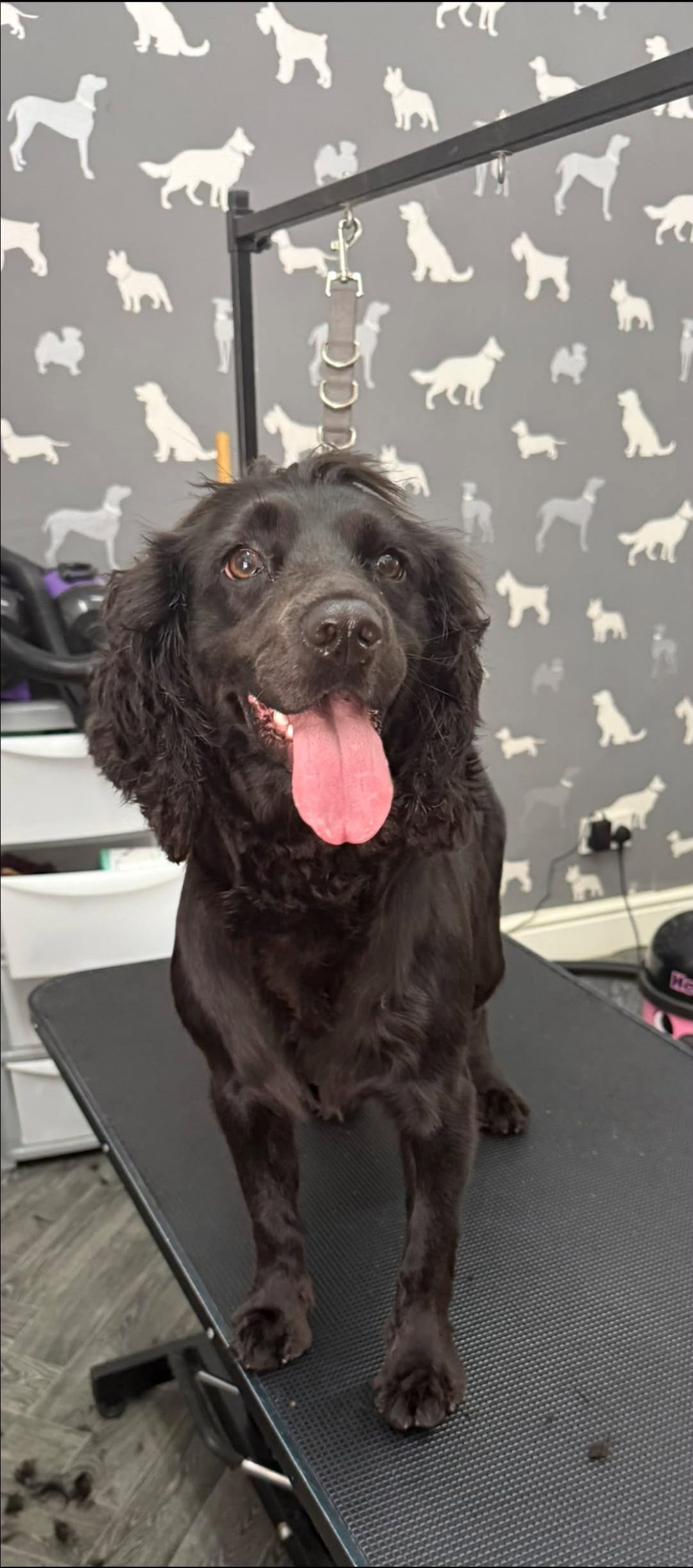 Dog Groom Euxton