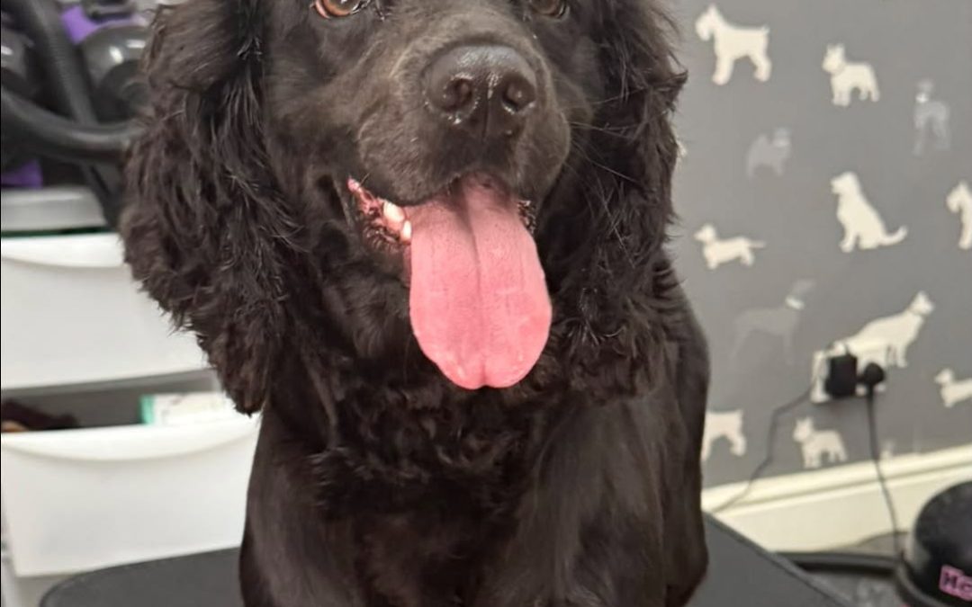 Dog Groom Euxton