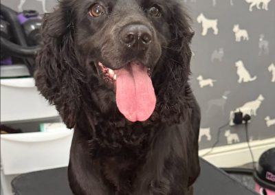 Dog Groom Euxton