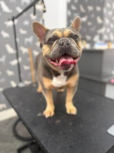 Dog Grooming Heysham