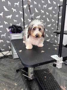 Dog Groom Chorley