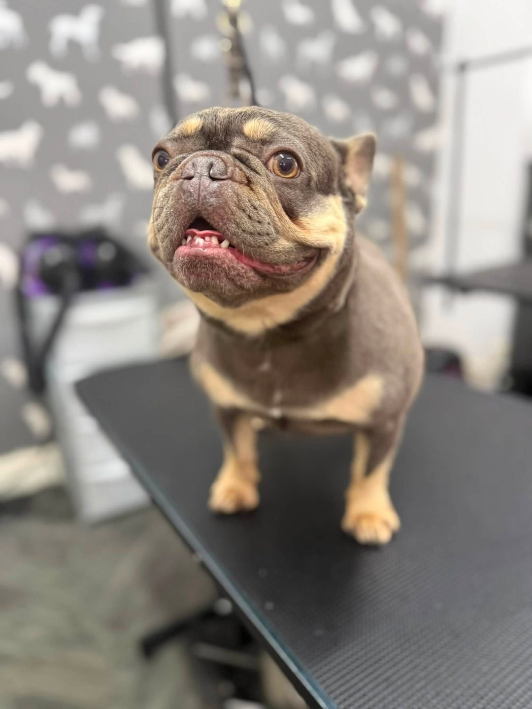 Dog Groomer Heysham