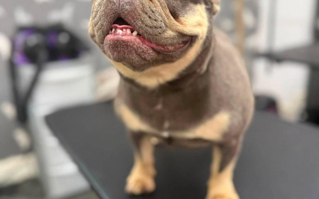 Dog Grooming Heysham