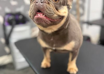 Dog Grooming Heysham