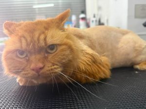 Cat Groomers Euxton