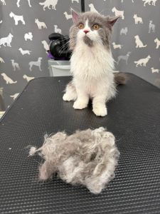 Cat Groomers Darwen