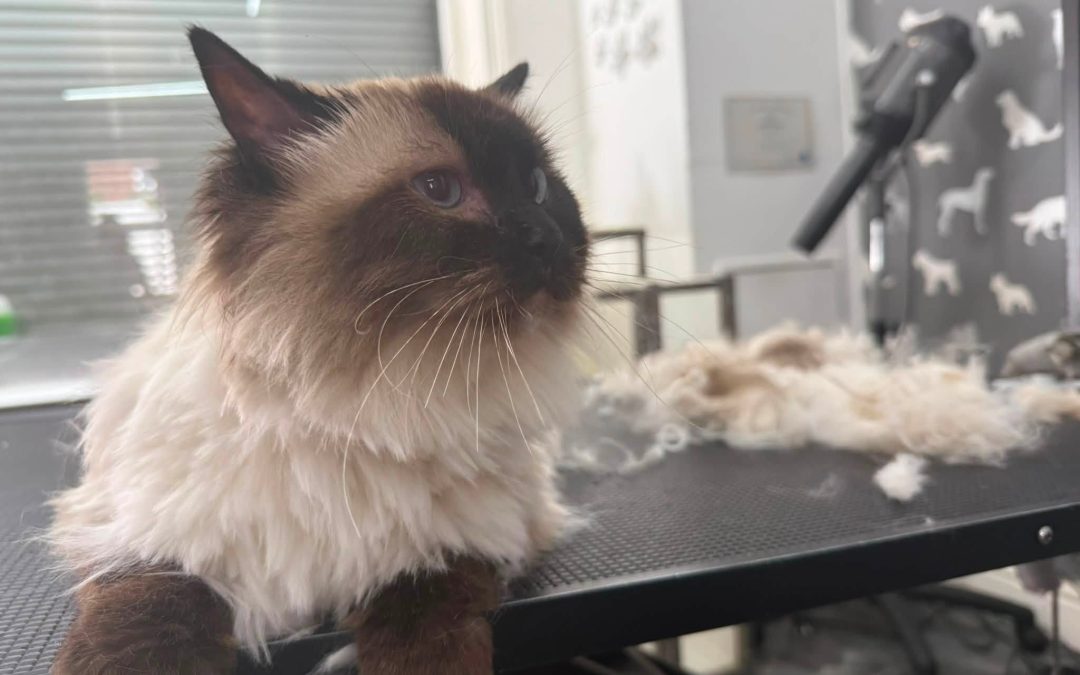 Cat Groomer Chorley