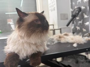 Cat Groomers Chorley