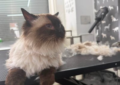Cat Groomer Chorley