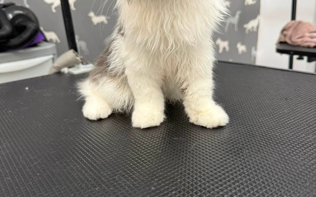 Cat Groomer Darwen