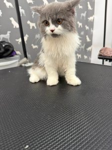 Cat Groomer Darwen