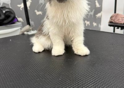 Cat Groomer Darwen
