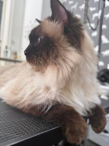 Cat Groomer Chorley