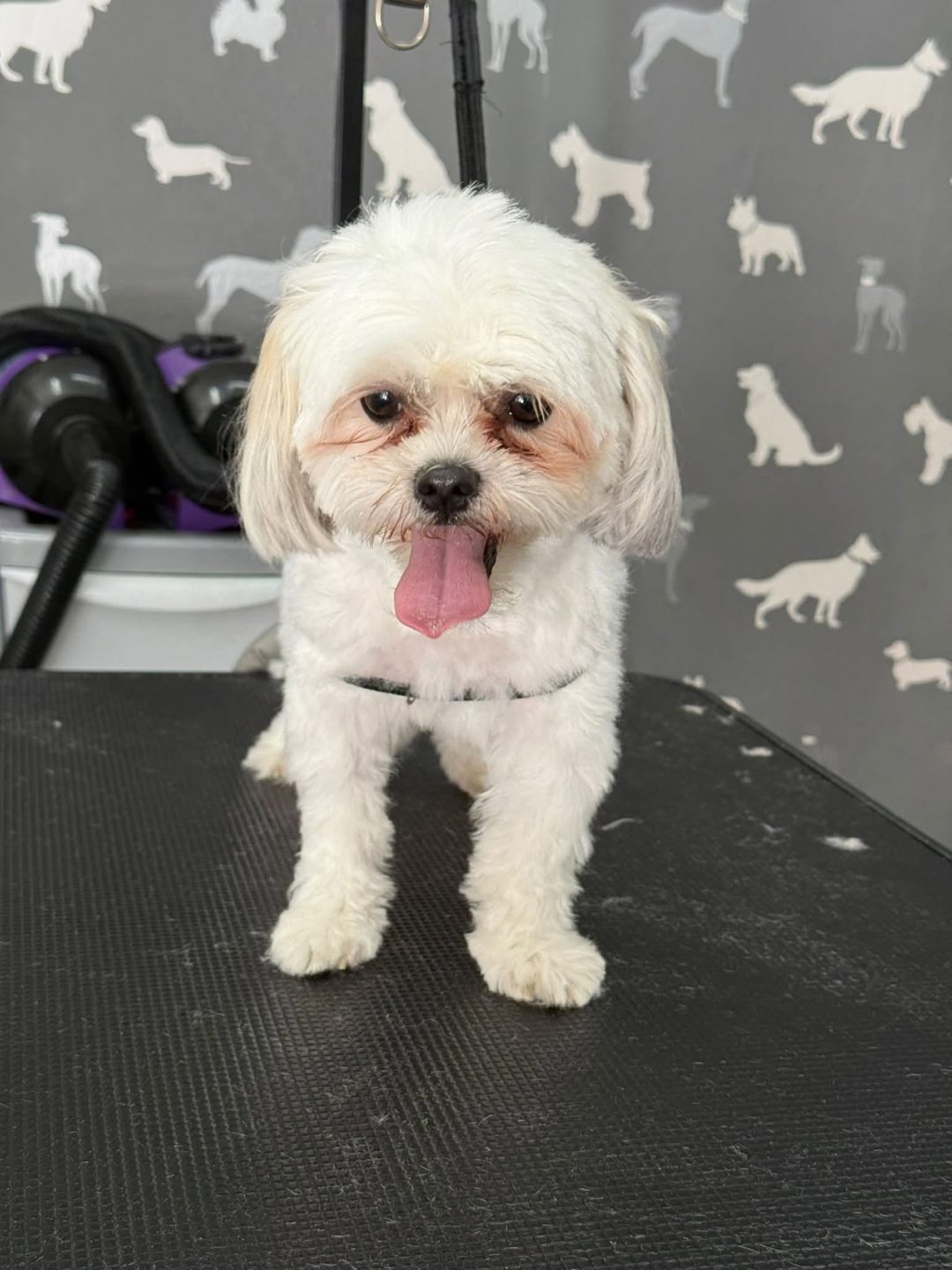 Dog Nail Clipping Blackburn
