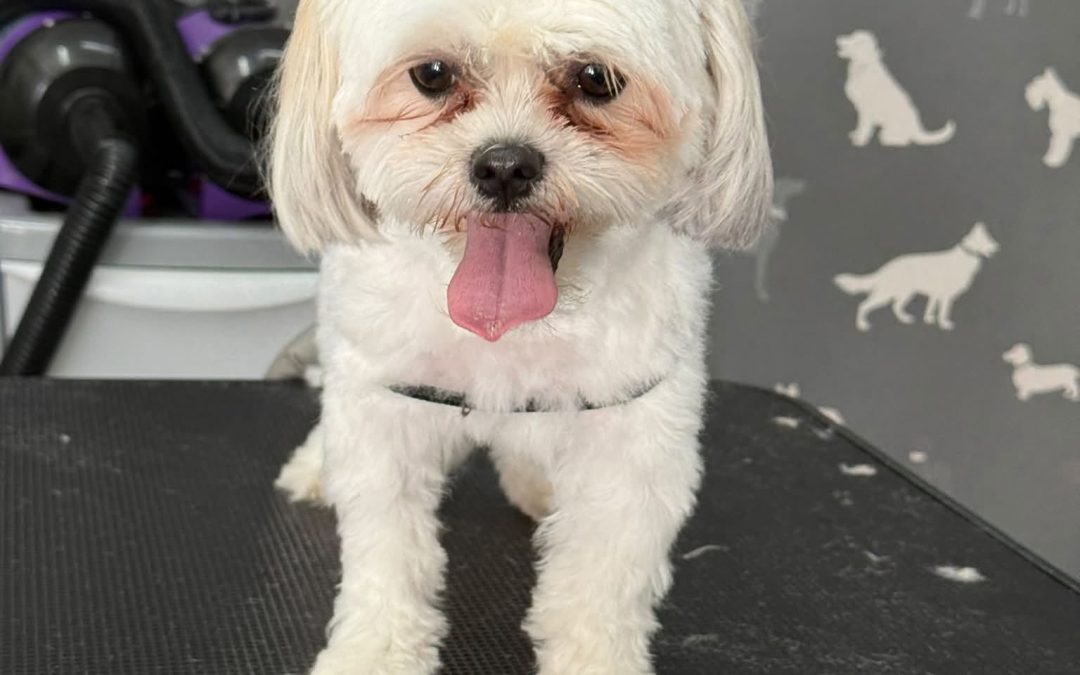 Dog Nail Clipping Blackburn