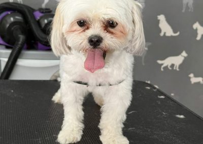 Dog Nail Clipping Blackburn